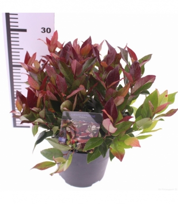 Leucothoe