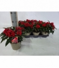 Skimmia