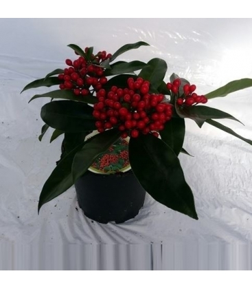 Skimmia