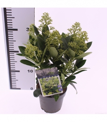 Skimmia