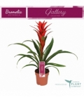 Guzmania