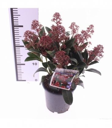 Skimmia