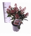 Skimmia