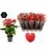 Anthurium