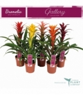 Guzmania