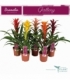 Guzmania