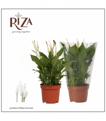 Spathiphyllum