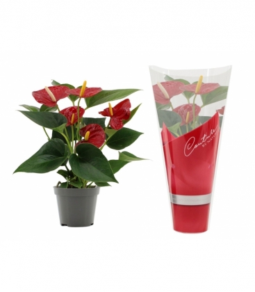 Anthurium
