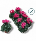 Cyclamen