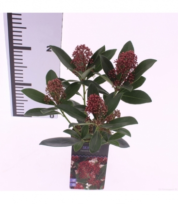 Skimmia