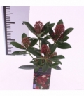 Skimmia
