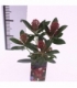 Skimmia