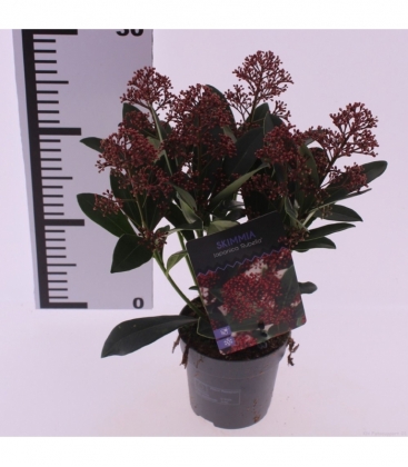 Skimmia