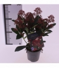 Skimmia