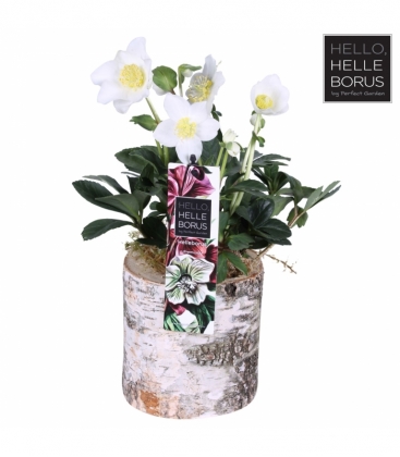 Helleborus