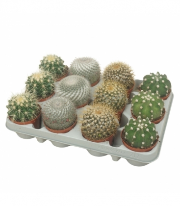 Cactus