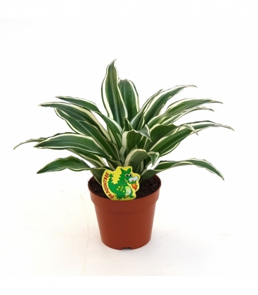 Dracaena