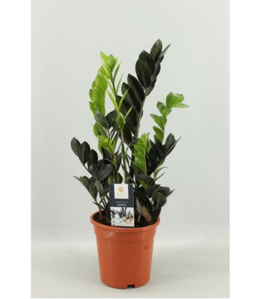 Zamioculcas