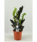 Zamioculcas