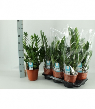 Zamioculcas