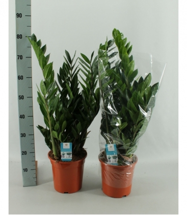 Zamioculcas