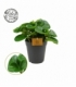 Peperomia