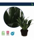 Dracaena