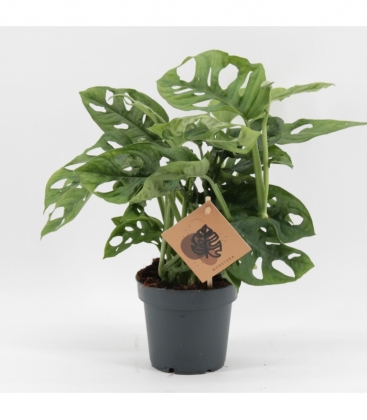 Monstera
