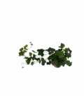 Hedera