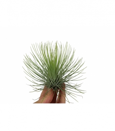 Tillandsia