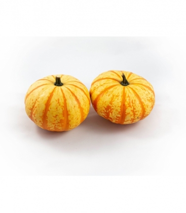 Cucurbita