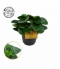 Peperomia