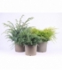 Juniperus