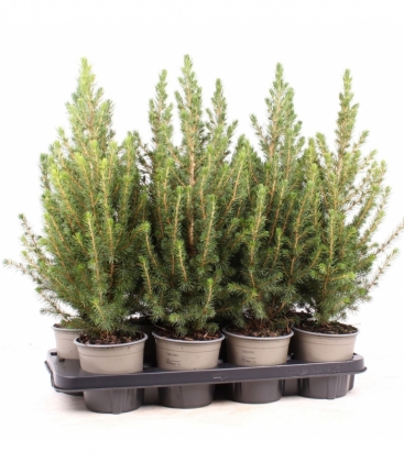 Picea