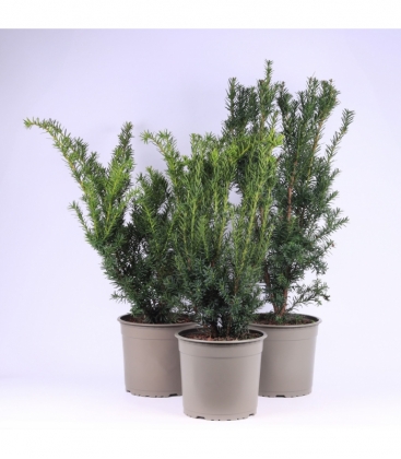 Taxus