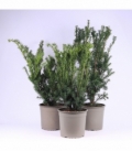 Taxus