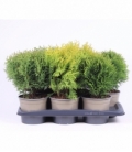 Thuja