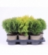 Thuja