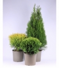 Thuja
