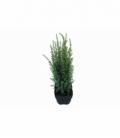 Juniperus