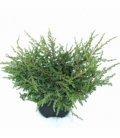 Juniperus