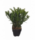 Taxus