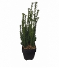 Taxus