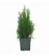 Thuja