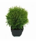 Thuja