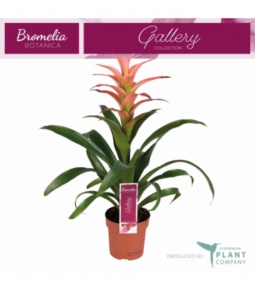 Guzmania