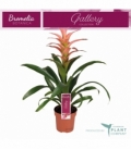 Guzmania