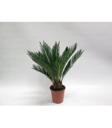 Cycas