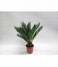 Cycas