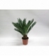 Cycas